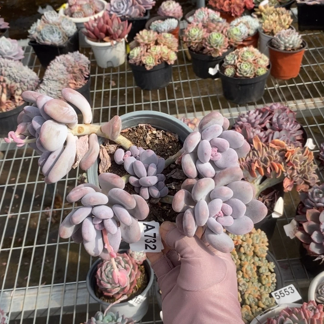 7328桃美人一物一拍