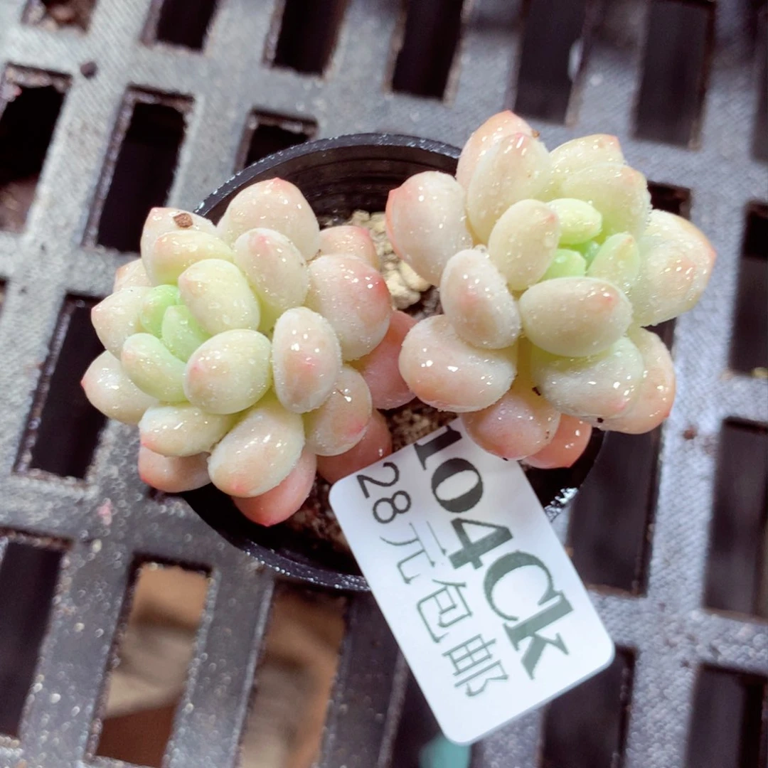 5厘米盆精控多肉104