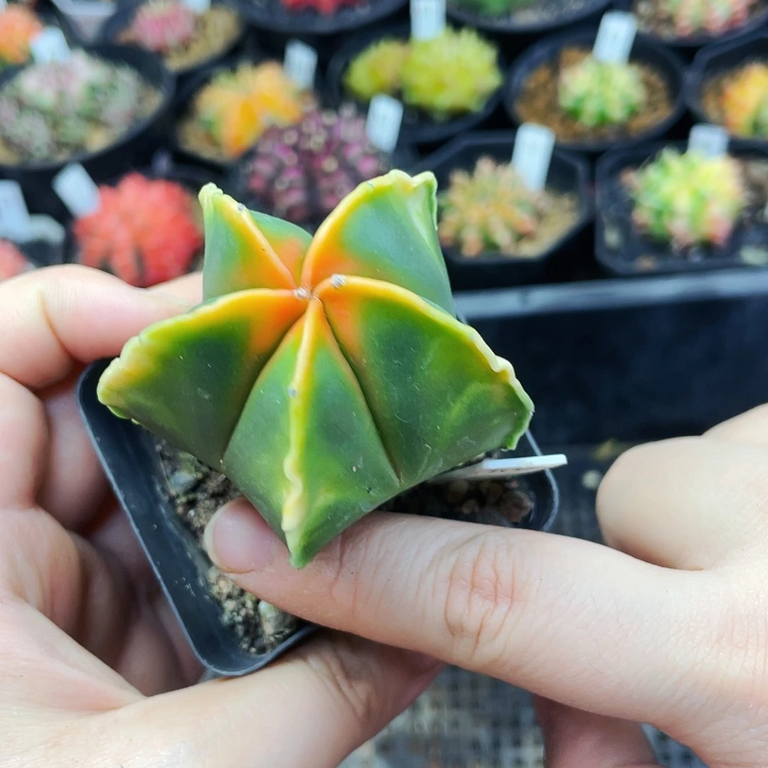 瑕疵非偏远地区满25包邮仙人球