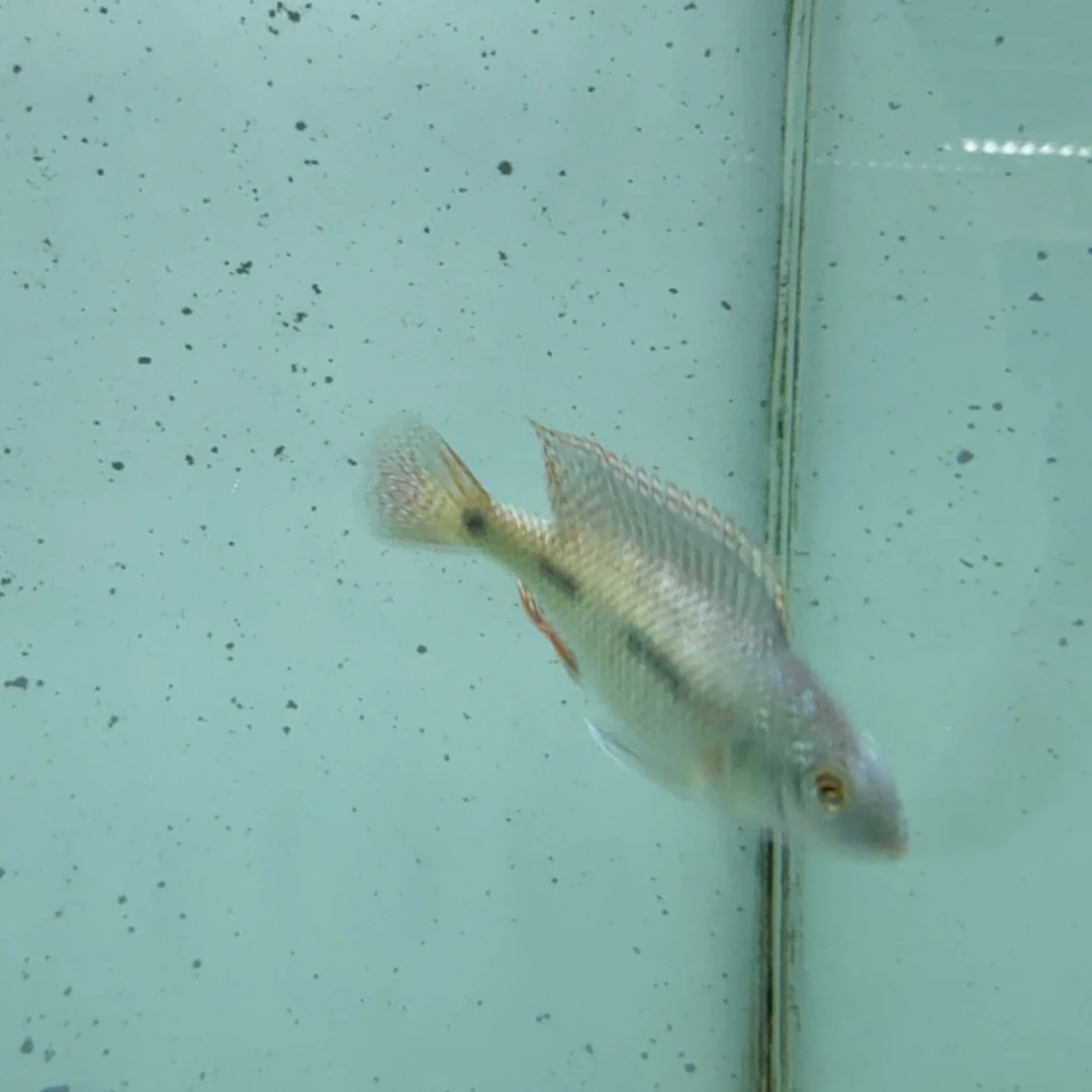 乄****海水1039红鹰。