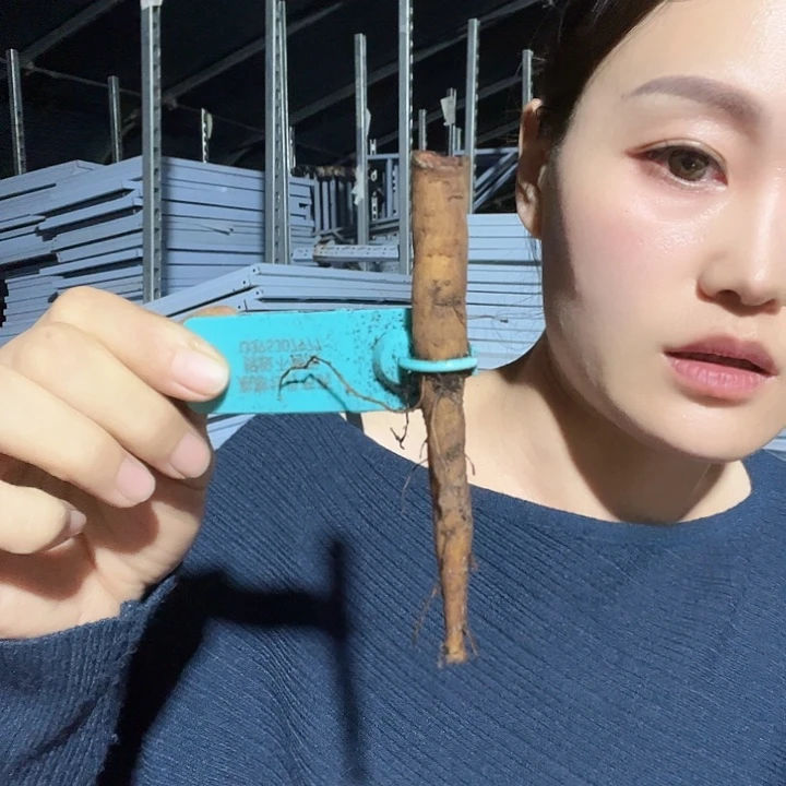 当前无花栽培后可以开花甲壳虫根