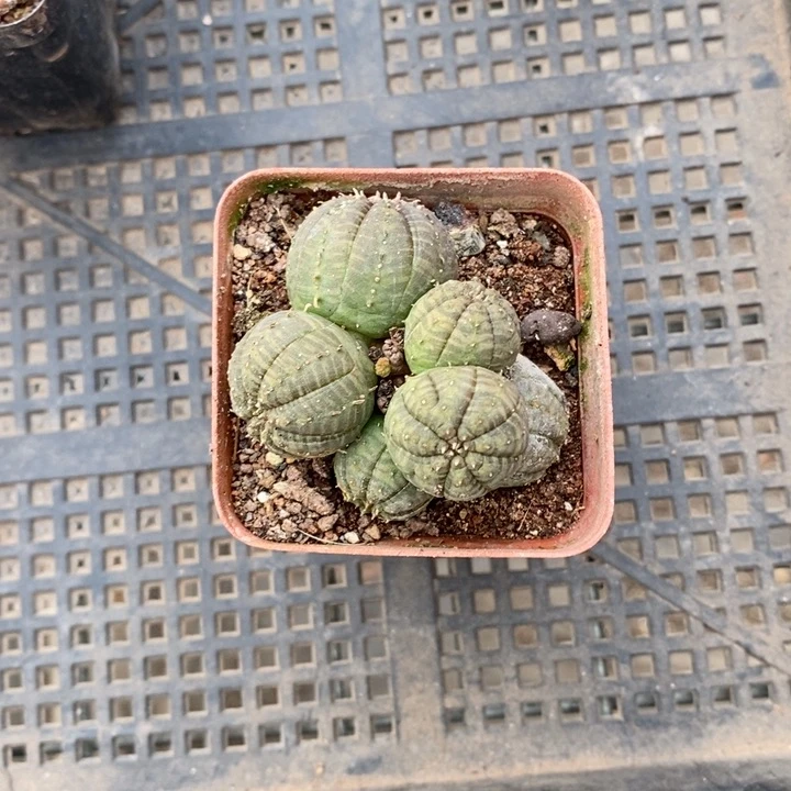 陈*伯克利和格蕾纳等著名