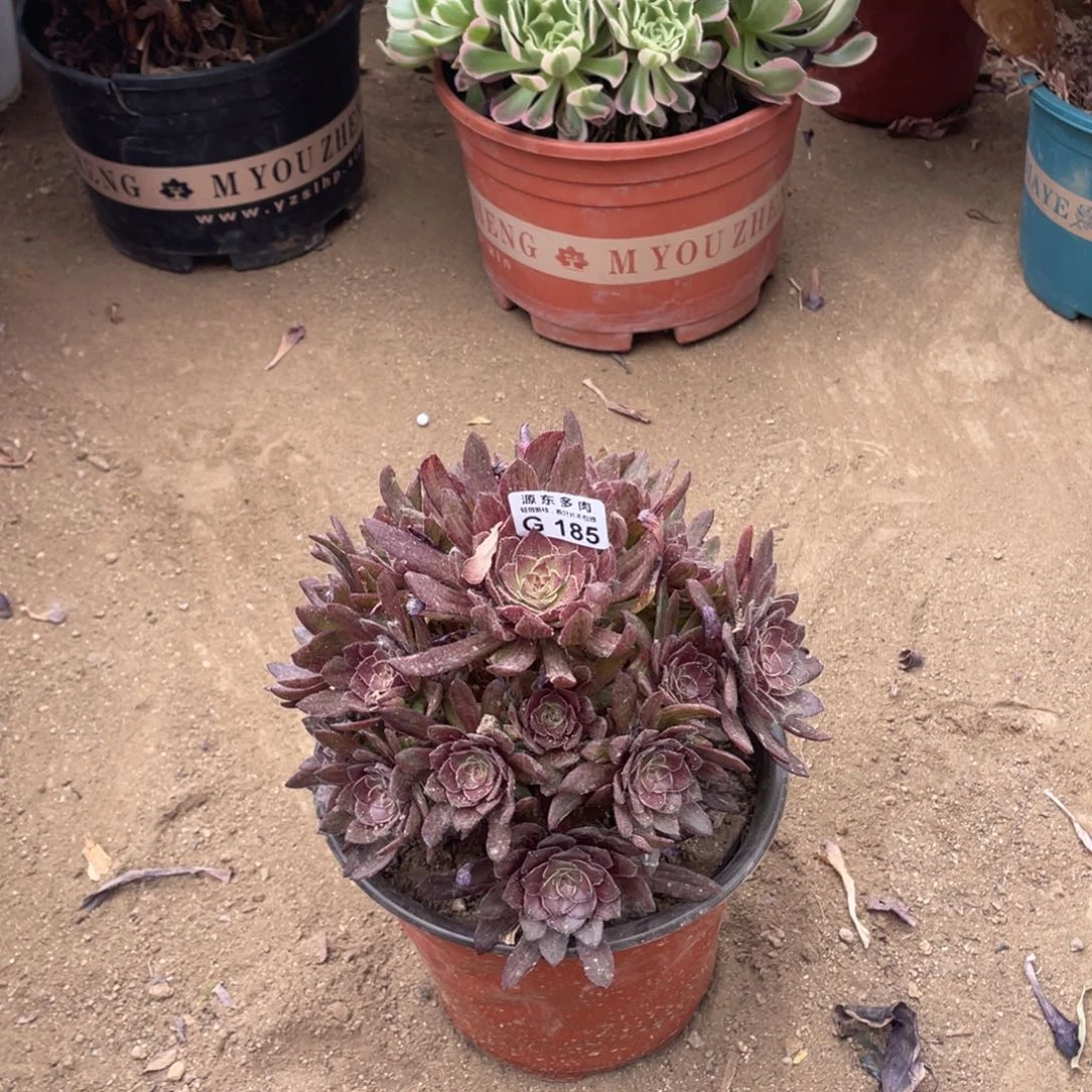 185半夏多肉法师断枝不包