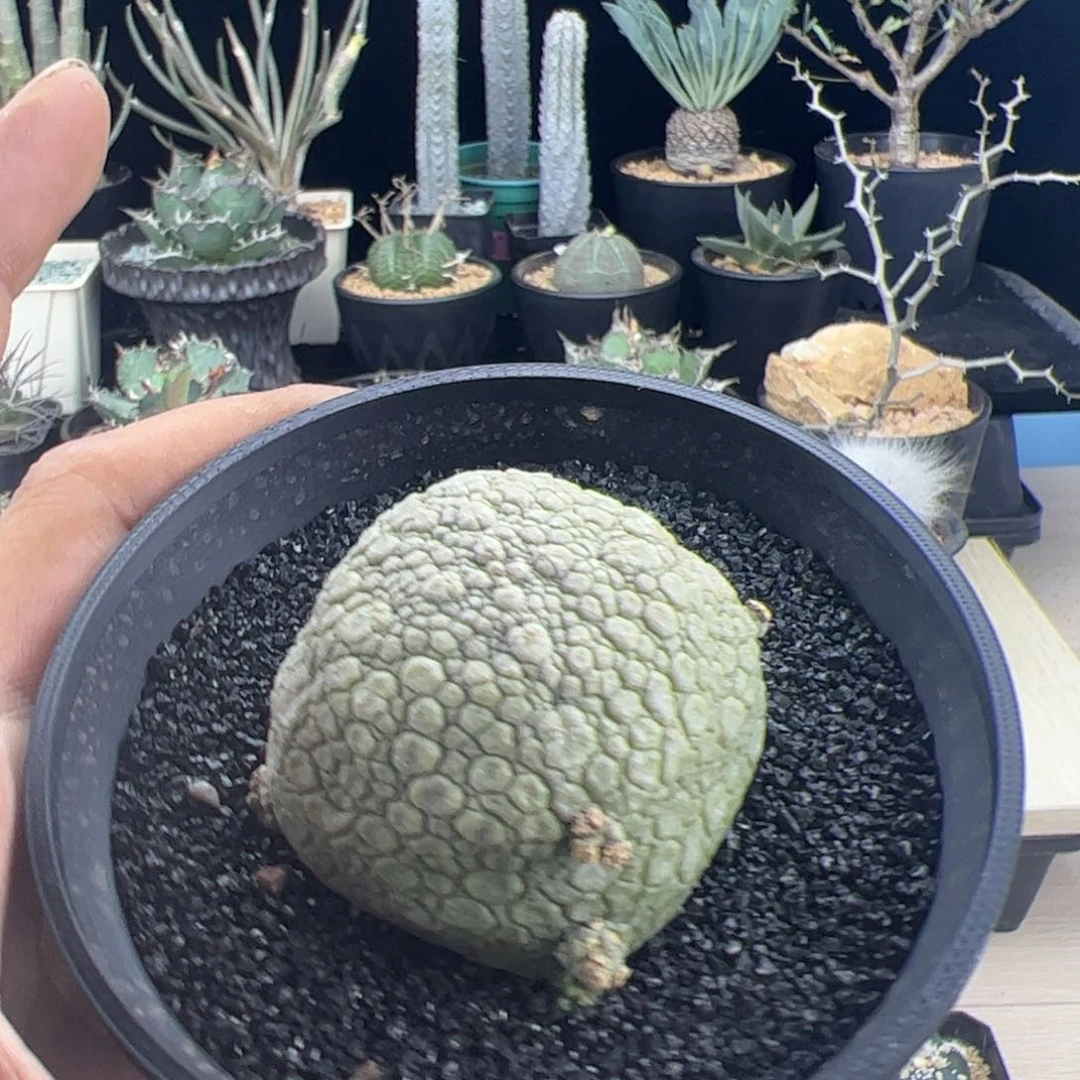 凝蹄玉5.1一物一拍默认脱土发