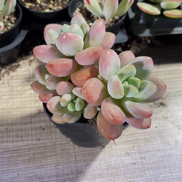 6.5方大洛神带盆土