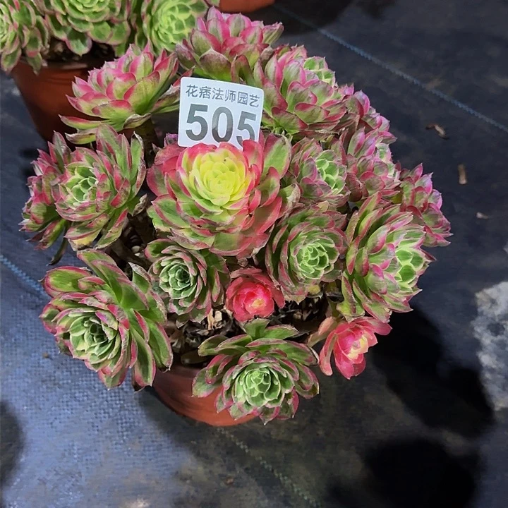红陶海王50500000