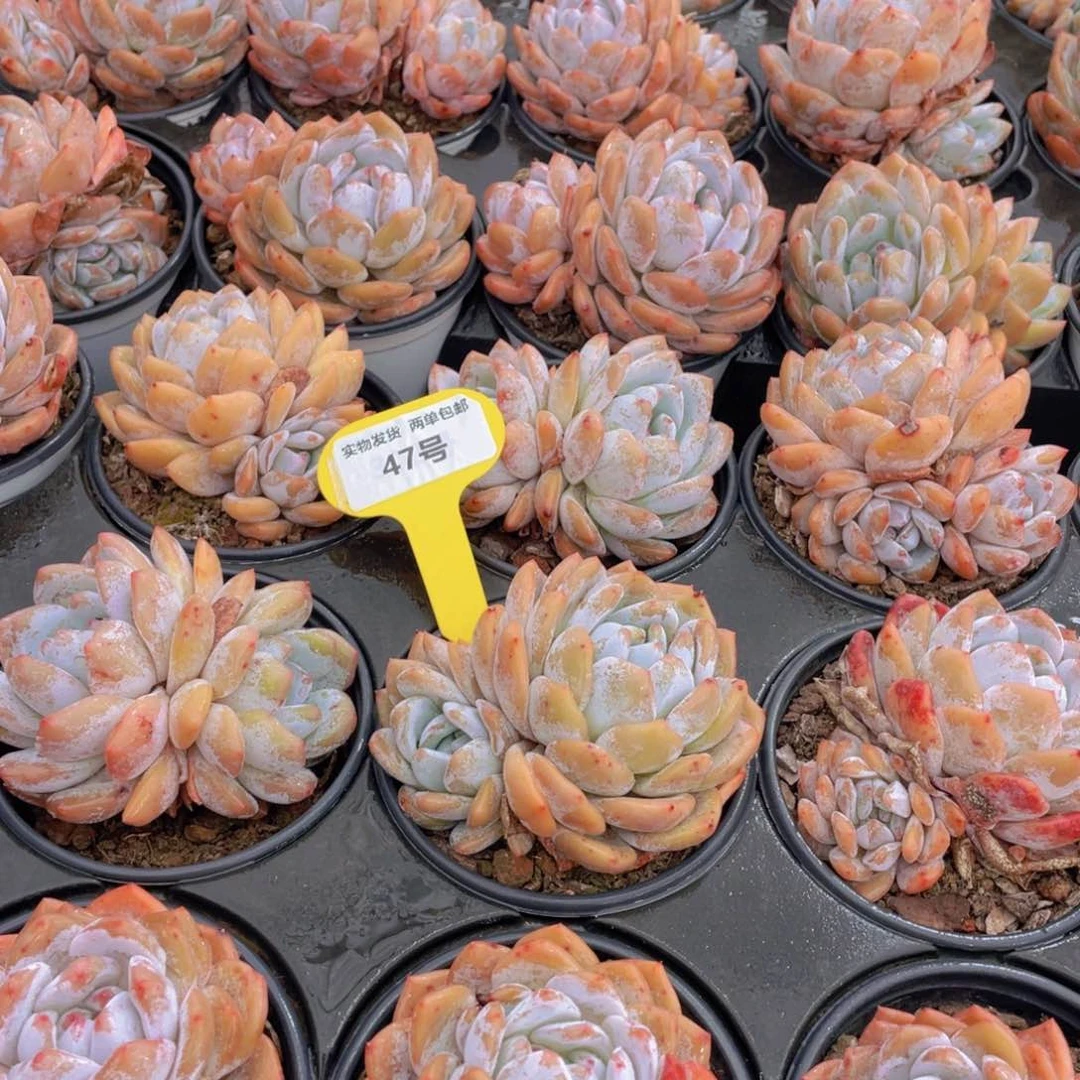 47号 开播福利果冻韩版仙女橙大颗3个