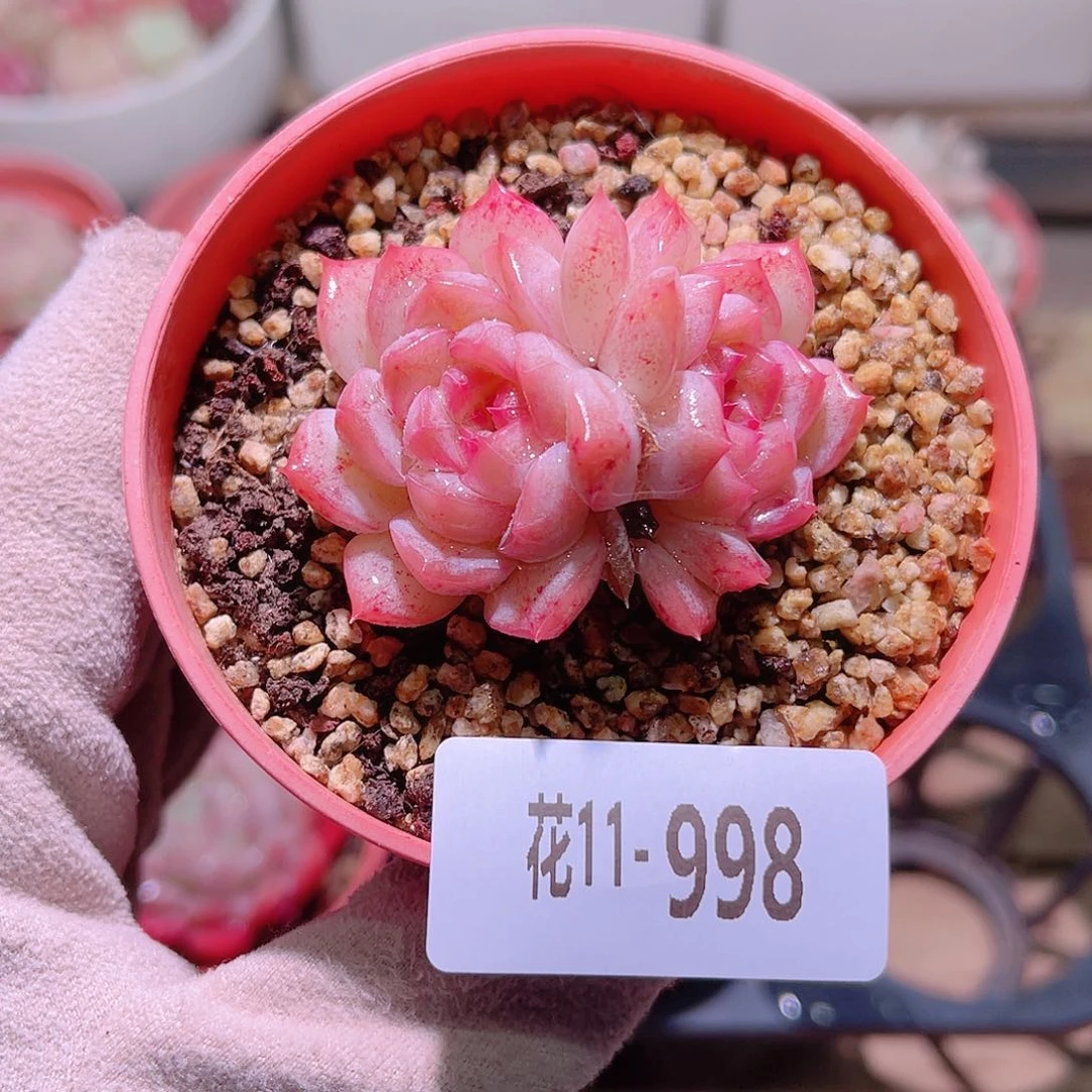 花利美11-998白桃汽水