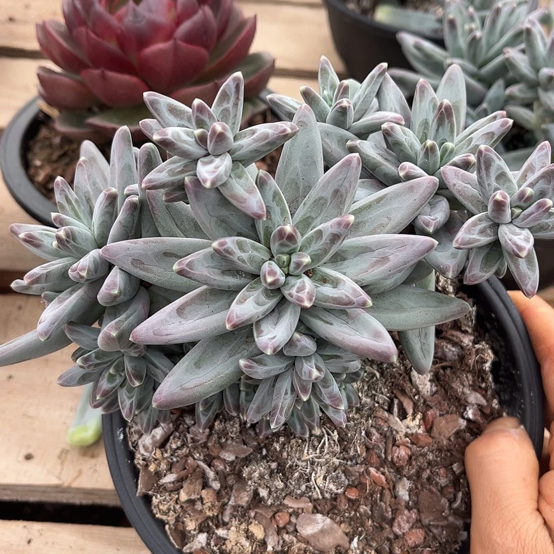 凤羽15.88多肉植物