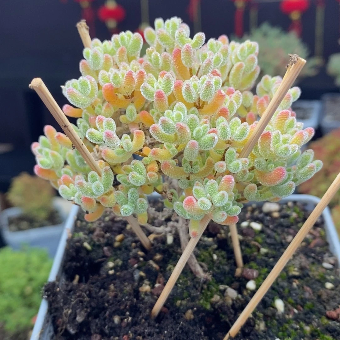 c83号优选冰晶枝干多肉