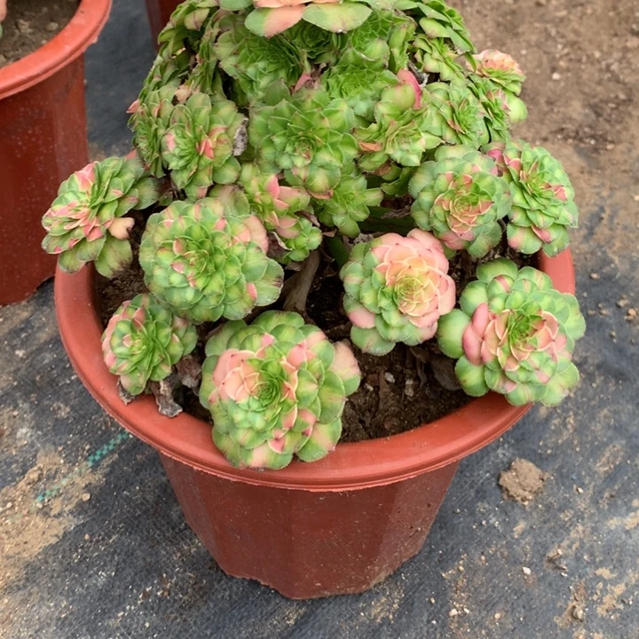 1051知否多肉植物特价