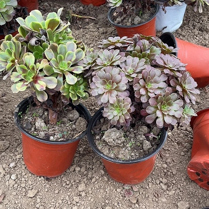 2棵玫瑰玫瑰玫瑰玫瑰