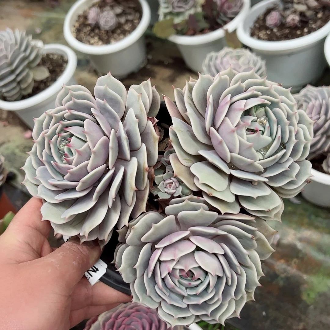 露娜莲三头起精控