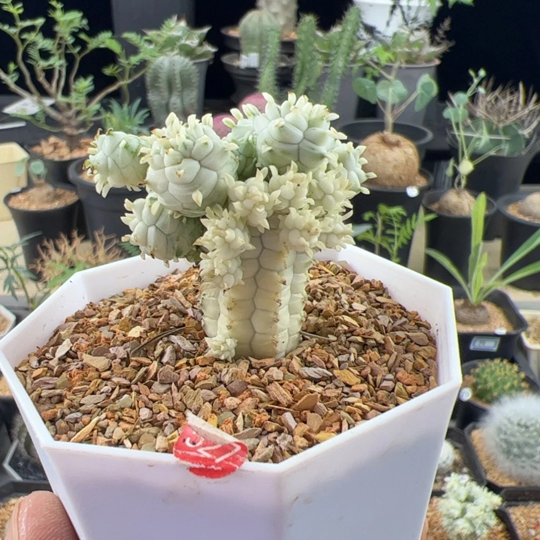 白桦麒麟大戟一物一拍默认脱土发
