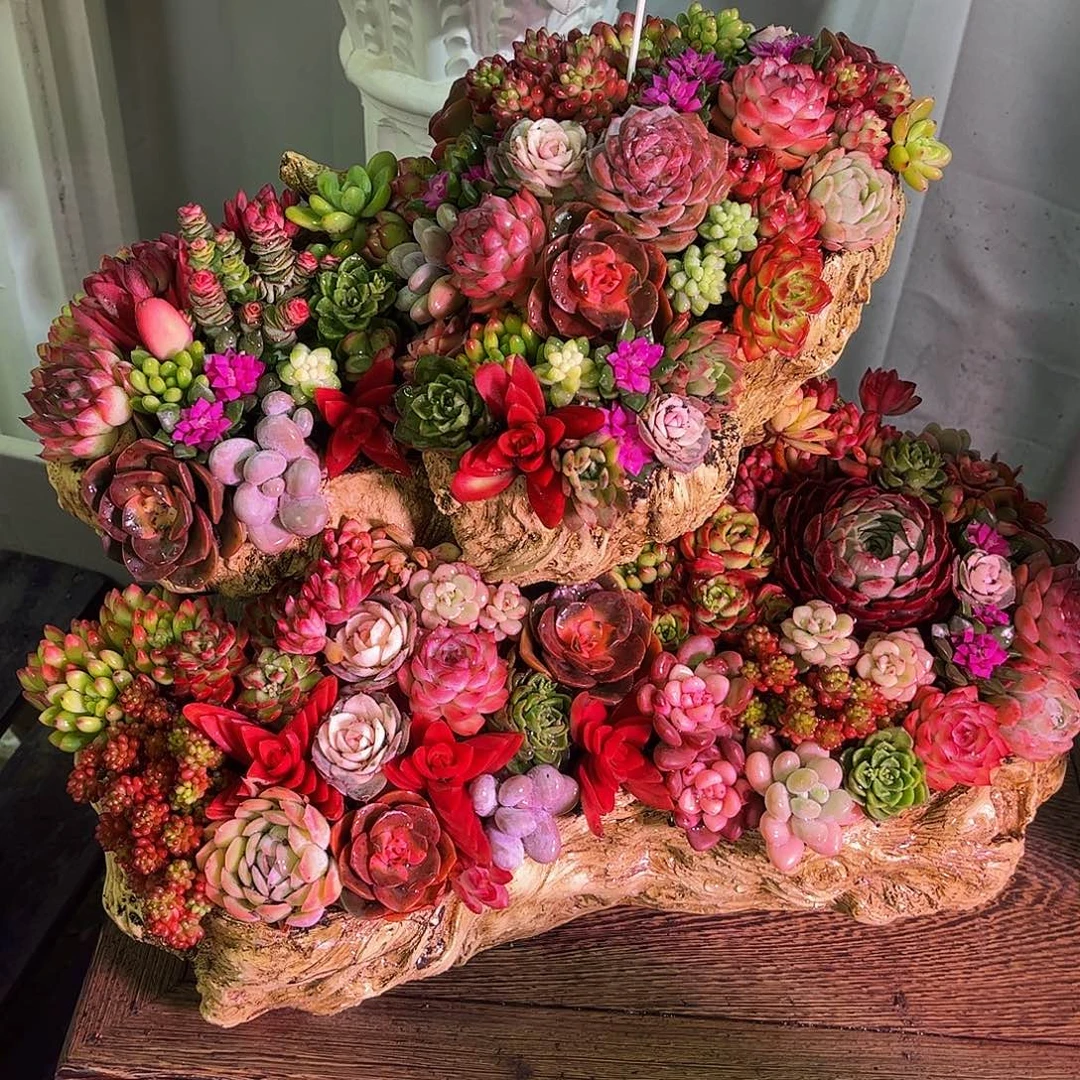 成品多肉盆景一体发货