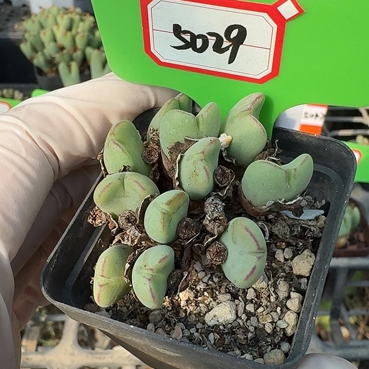 密密麻麻密密麻麻5029