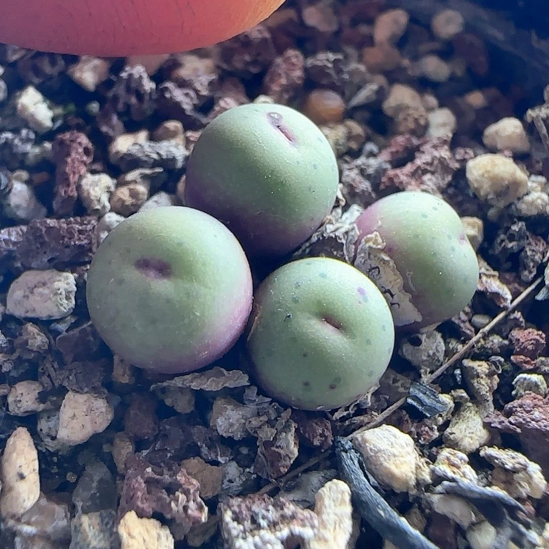 ✨****^28包邮脱土发货27296