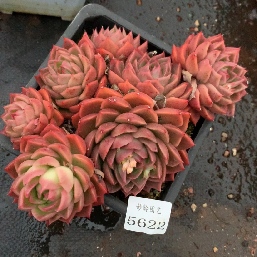5622杂交多肉植物