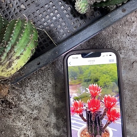 多头红金刚，25789000