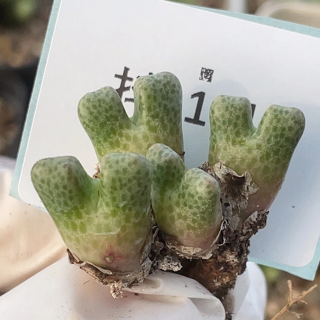 11-12鹿角斑马肉锥