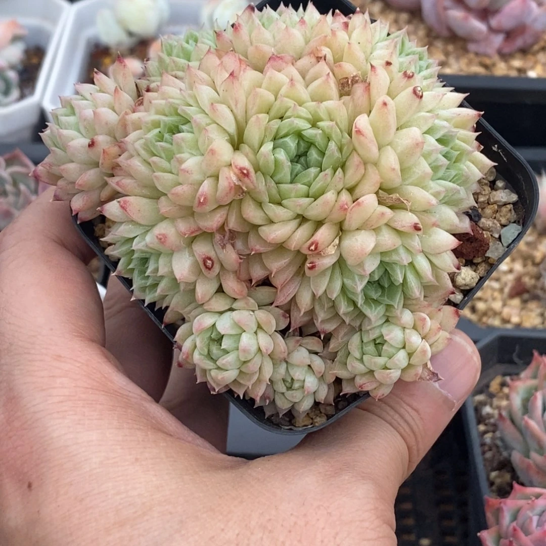 烟花麦秆群生秋秋