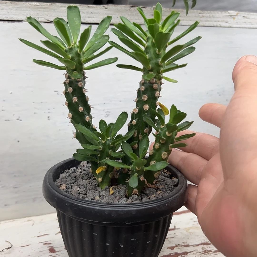 多头无刺霸王鞭66666666688