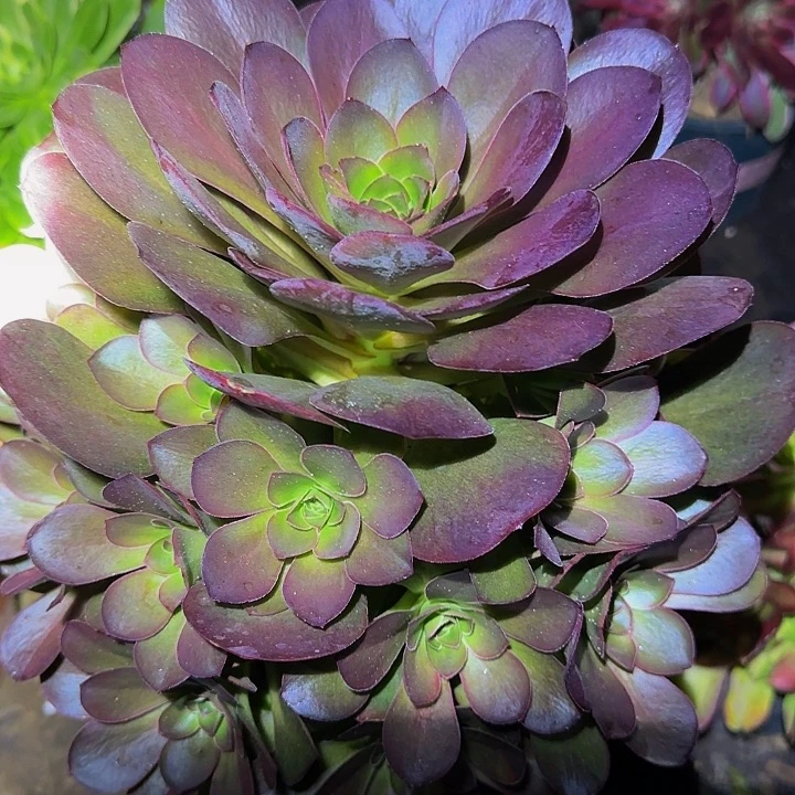 精品魅金玫瑰捧花亏本福利