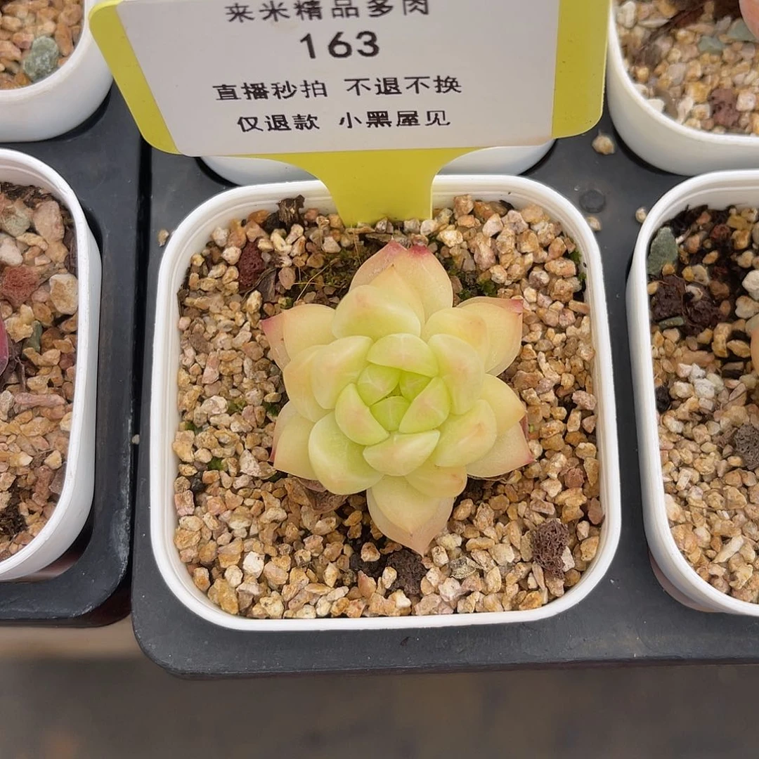 妤*163珍妮系列6.5杯