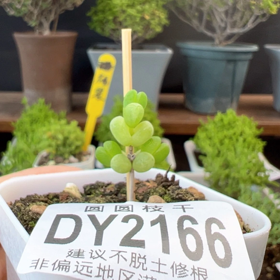 【闪购商品】dy2166小元宝拍三送一