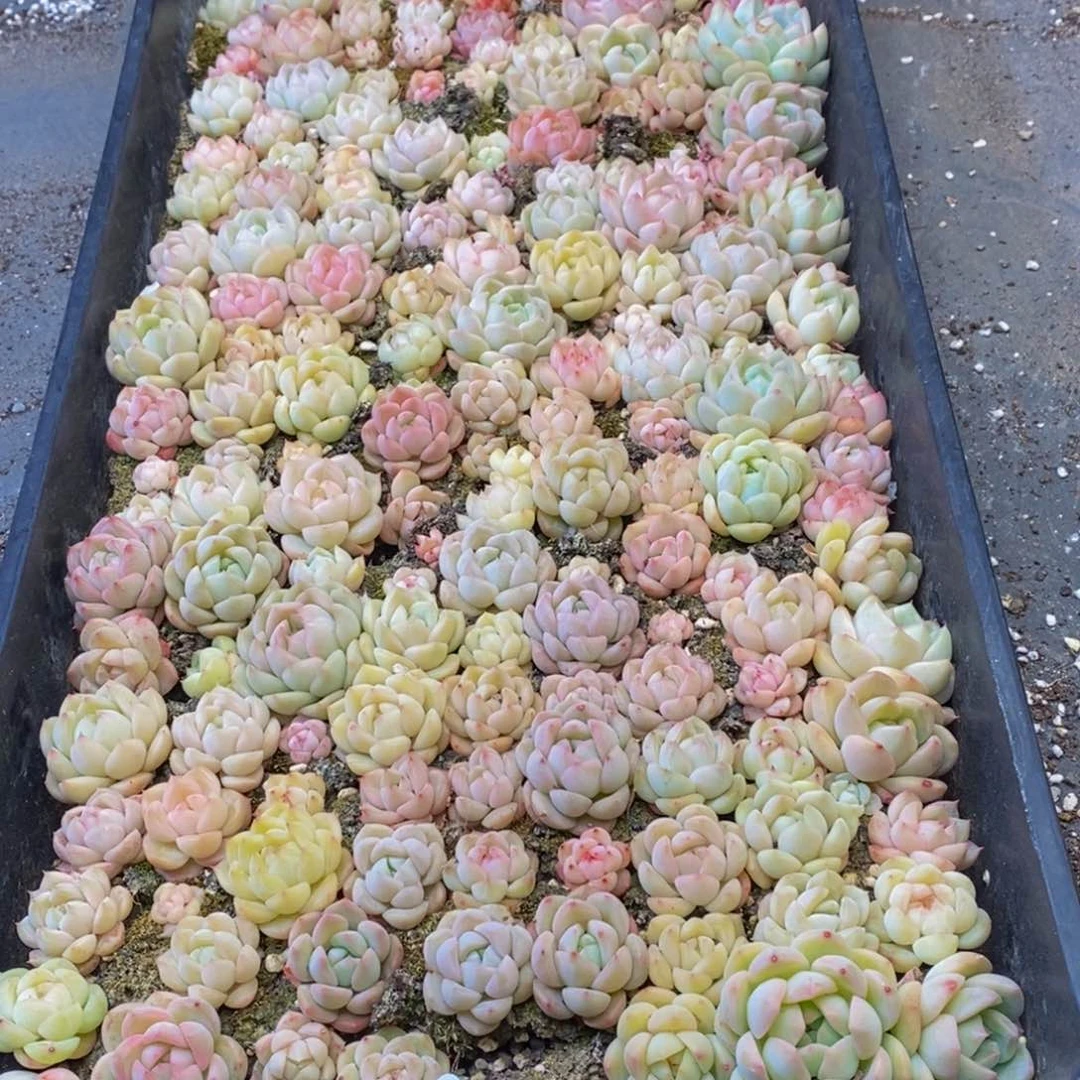 艾*儿439多肉植物去皮洗干净后