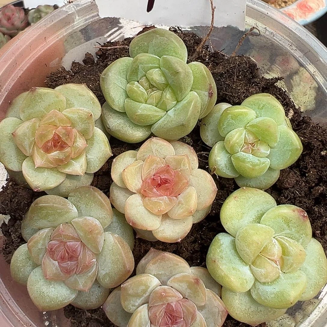 70 欢直接拍 感谢支持