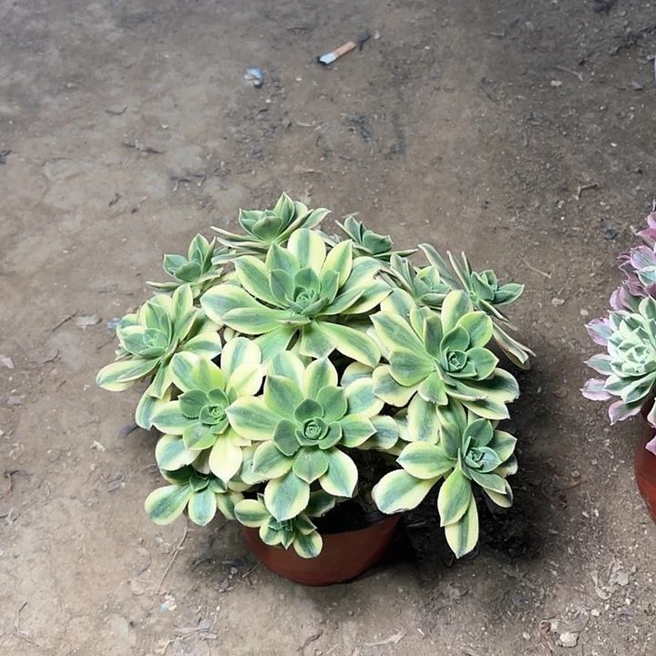 多肉植物法师星爆3