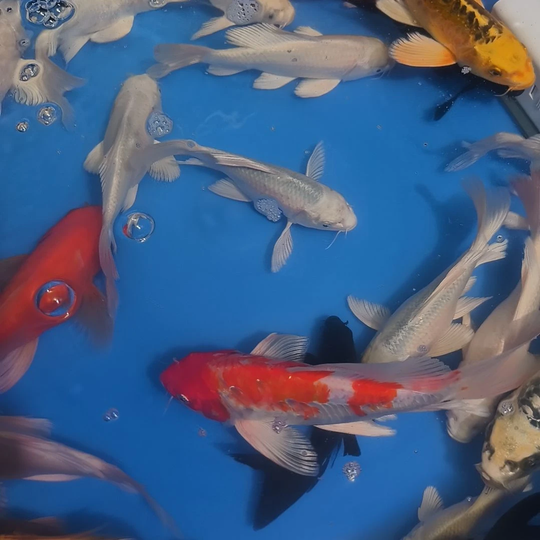 俯***们蝴蝶鲤鱼蝴蝶鲤墨蝶1条