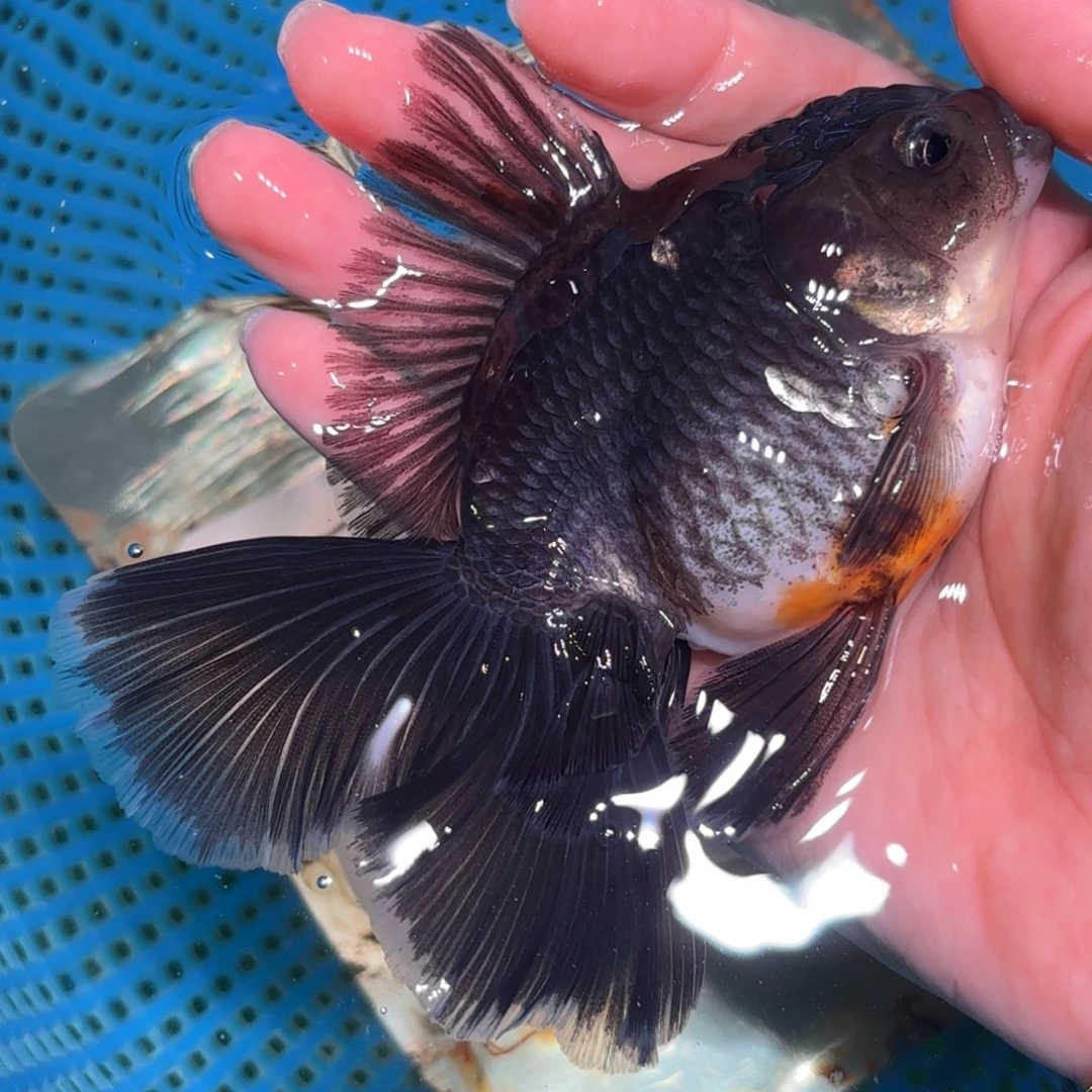 龙***草金鱼拍包装包邮，不拍包装发到付