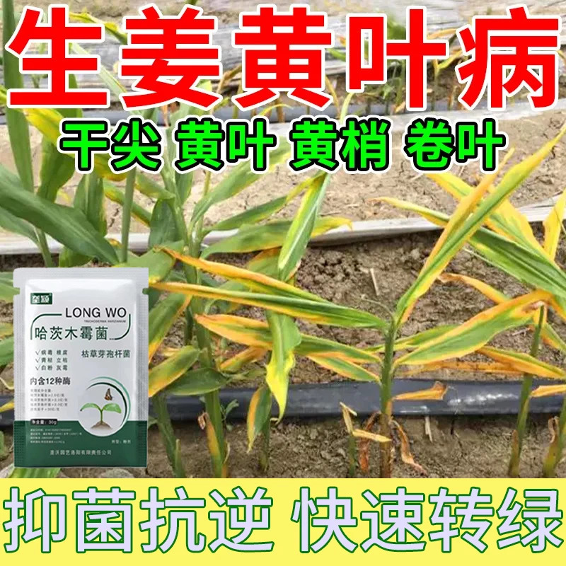 生姜黄叶病专用营养抑菌剂抗逆增收快速转绿枯叶烂叶掉叶急救肥料