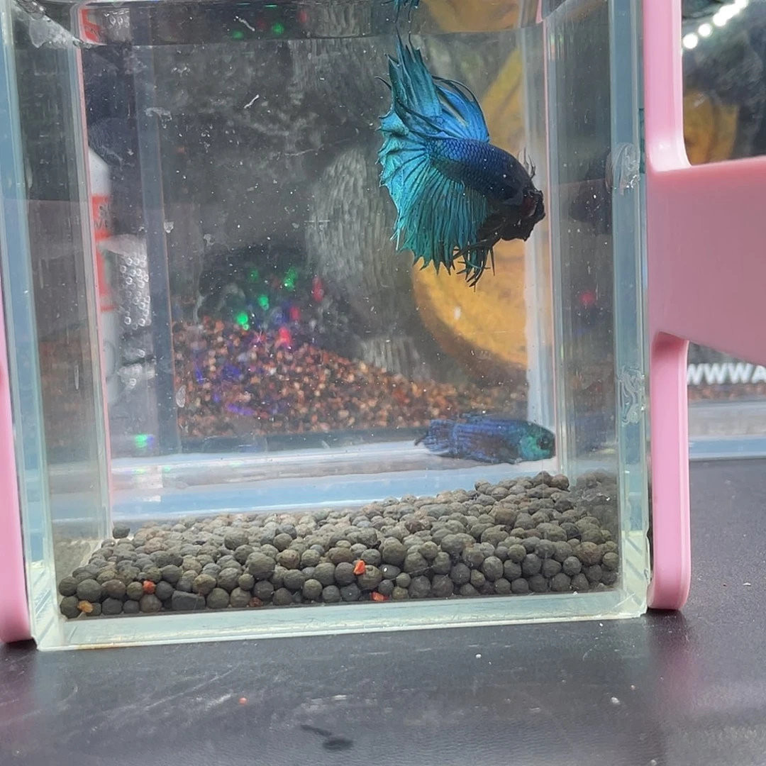 斗鱼21号13晚气泡黑毒