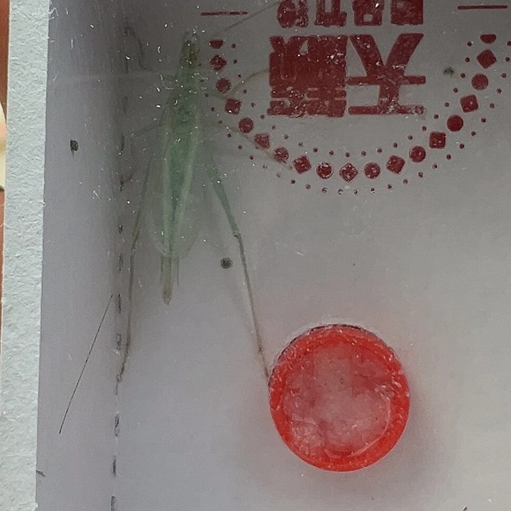 天籁蓝竹蛉一只……