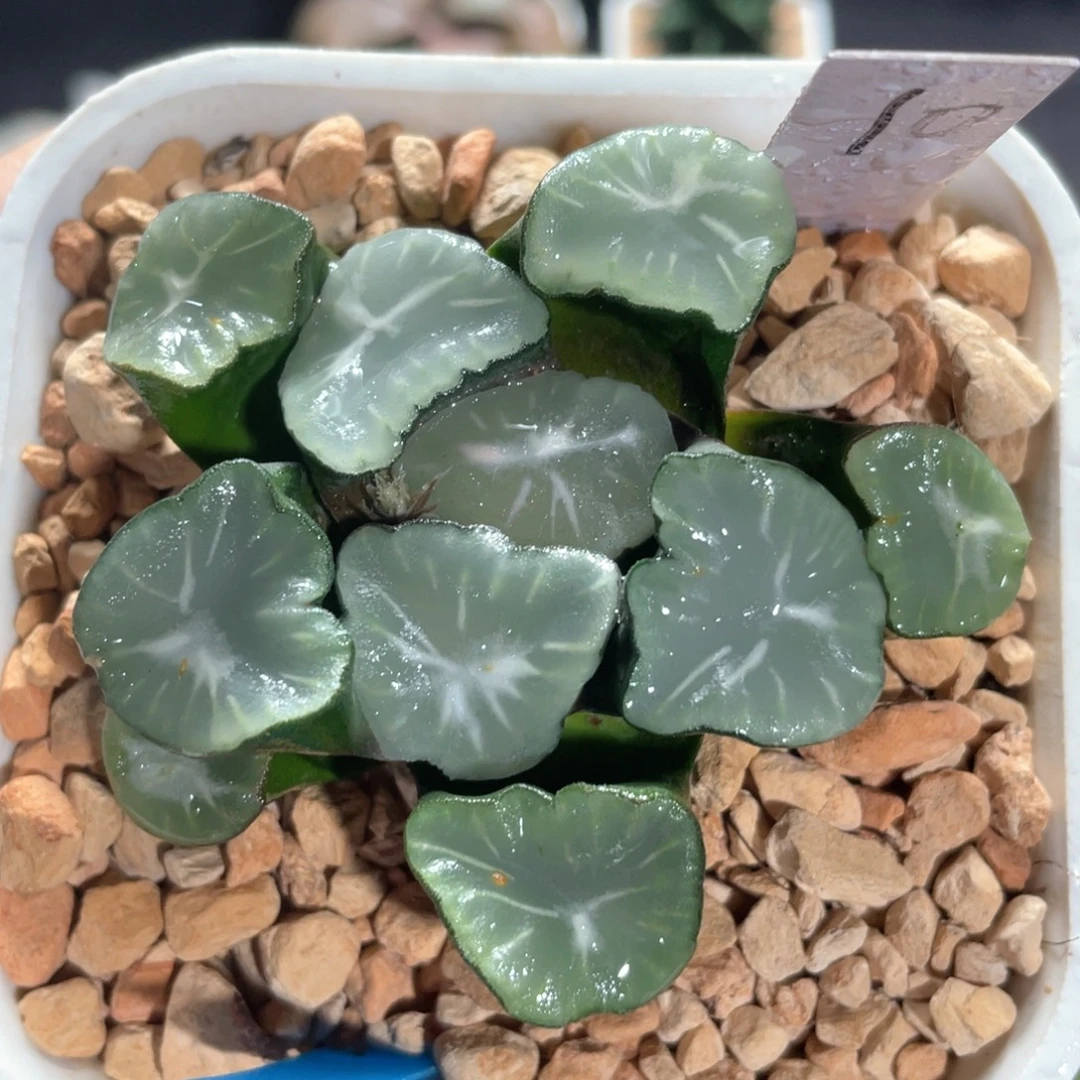 10MS水晶。