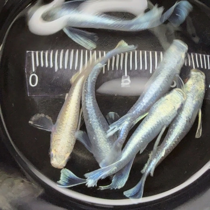 青鳉鱼天使干支8号