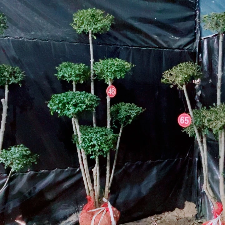 一物一图一物一拍