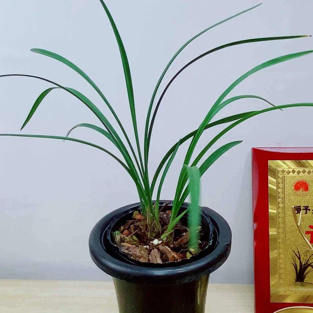 当前无花栽培后可以开花牡
