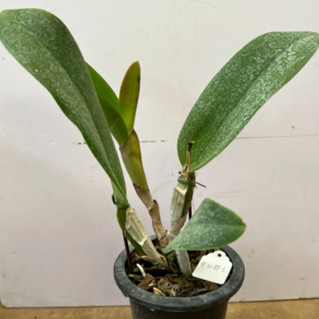 塞外郡主卡特兰.放客厅.阳台.可观赏.一年多次开花.花大花色艳丽.