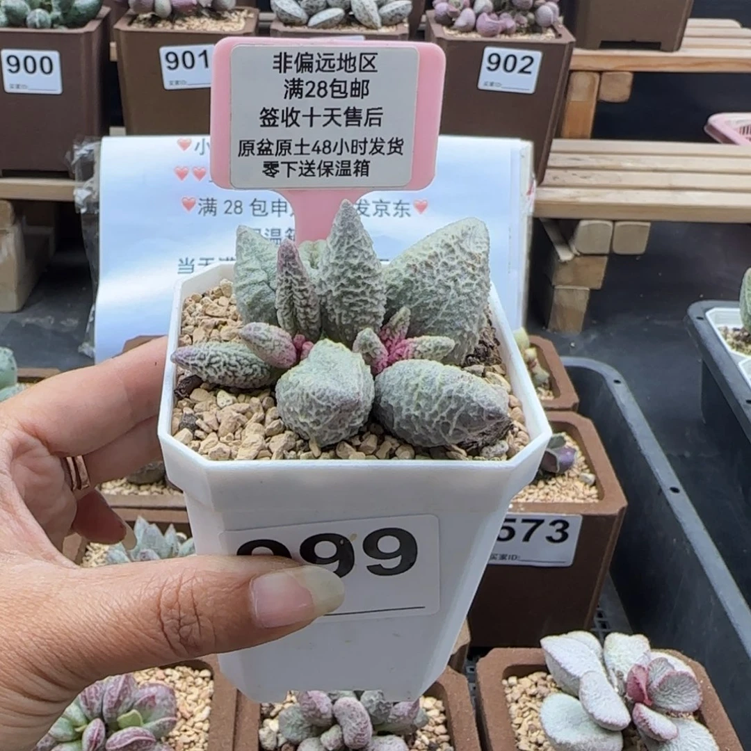 小*999融化纹冰淇淋多肉植物