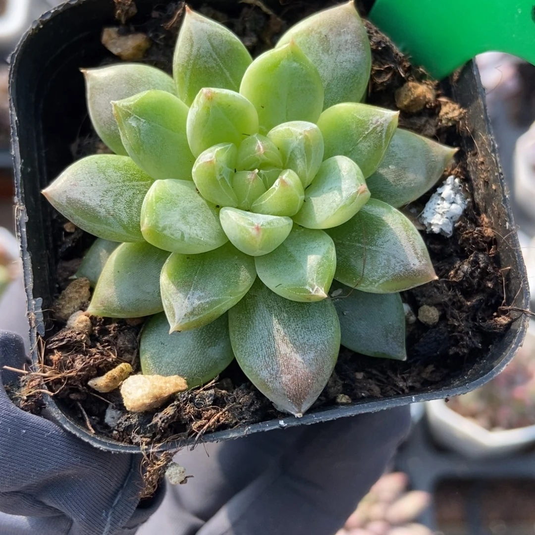 1653绿钻珍妮多肉植物