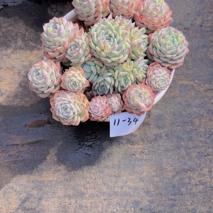 1134水晶多肉植物