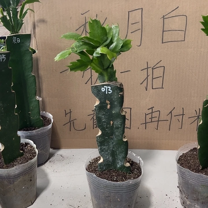 别***致当前无花朵，栽培后可花朵073