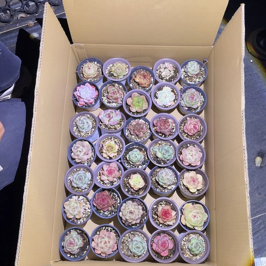 114。  一箱发货。