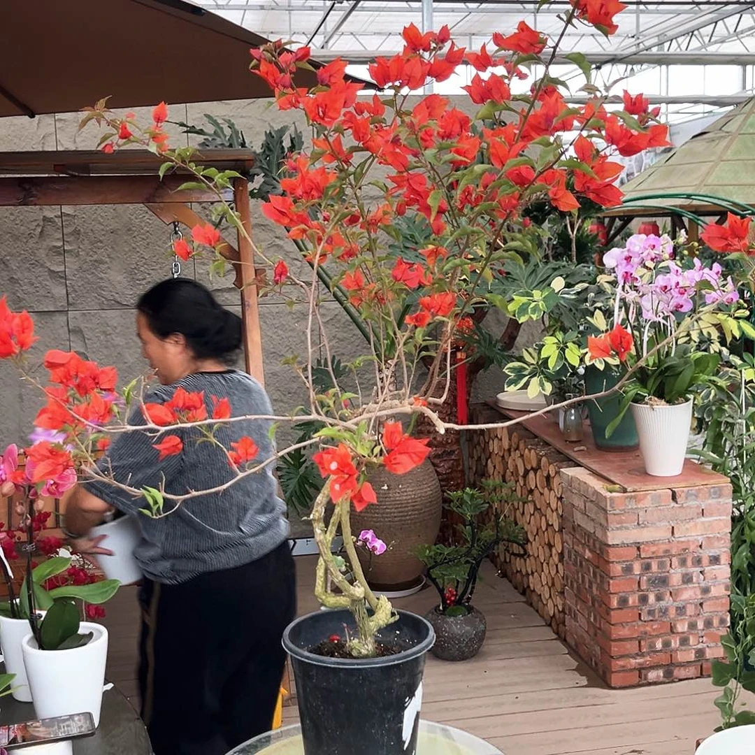 大部分花苞少量开放热火桑巴 16号