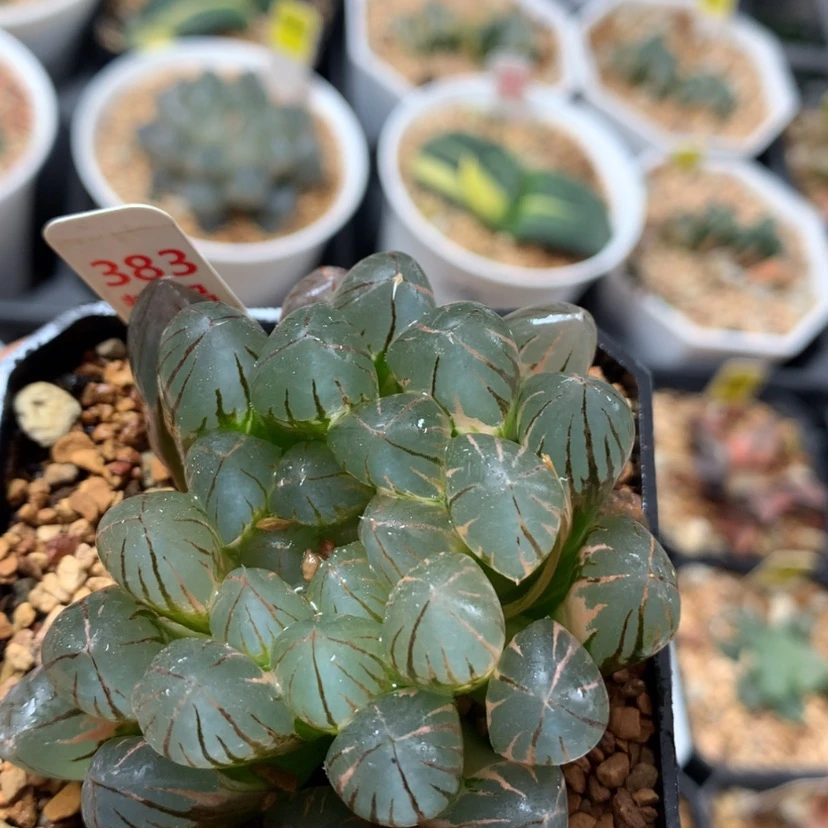 【闪购商品】383霓虹灯玉露