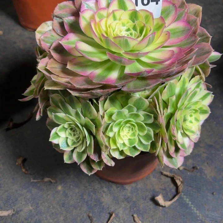 瑞妈，，。。。。164。绿体，